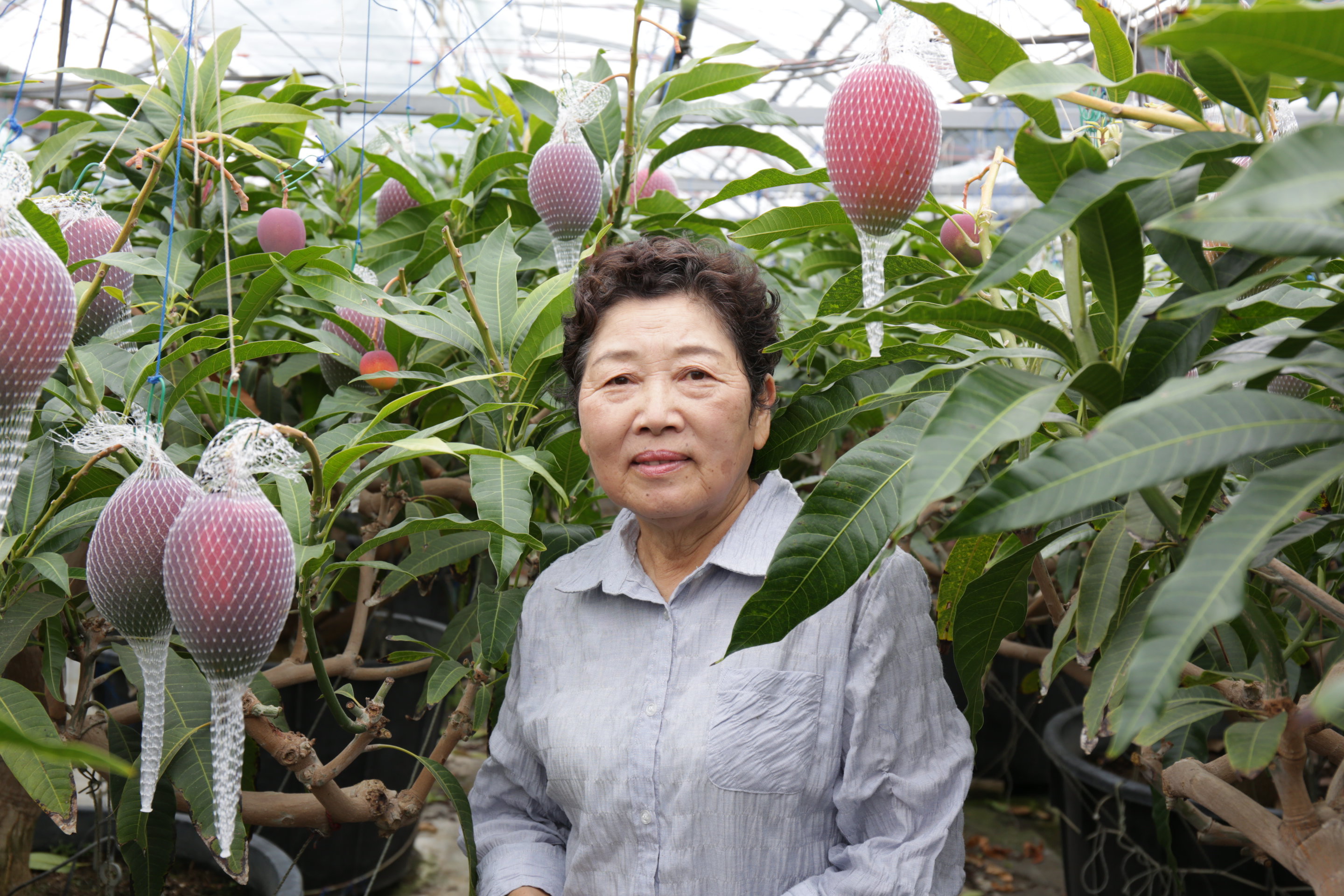 こだわり栽培マンゴー 熟赤の雫 あかのしずく フルーツタルトのラ メゾン アンソレイユターブル