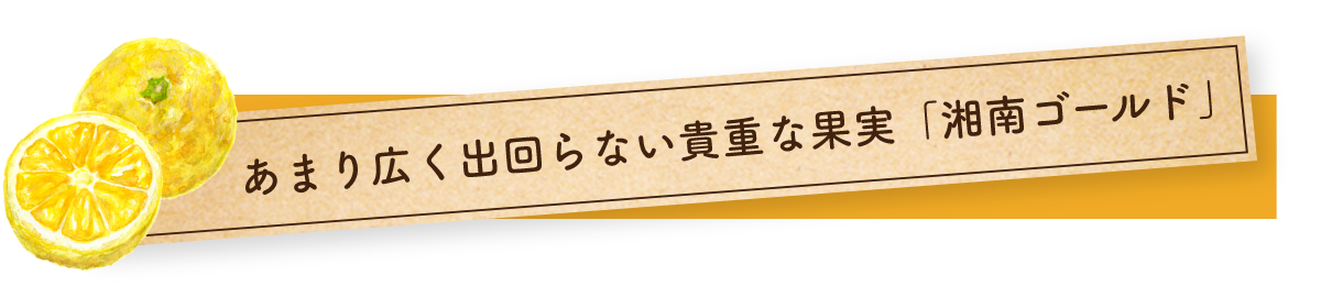 あまり広く出回らない貴重な果実「湘南ゴールド」