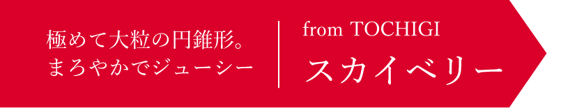 「スカイベリー」極めて大粒の円錐形。まろやかでジューシー